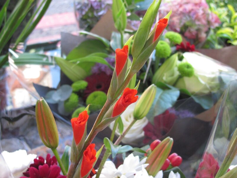 Bouquet of red gladiolus flowers