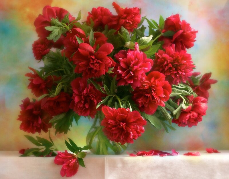 Bouquet of Red Peonies — Calm, Photograph, Vase, Table