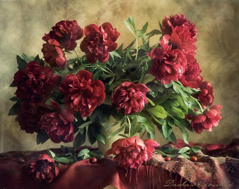 Bouquet of Red Peonies — Dramatic, Photograph