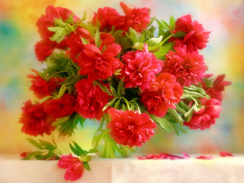 Bouquet of Red Peonies — Serene, Photograph