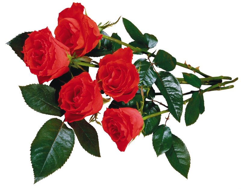 bouquet of red roses