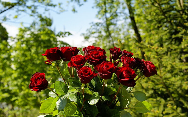 bouquet of red roses