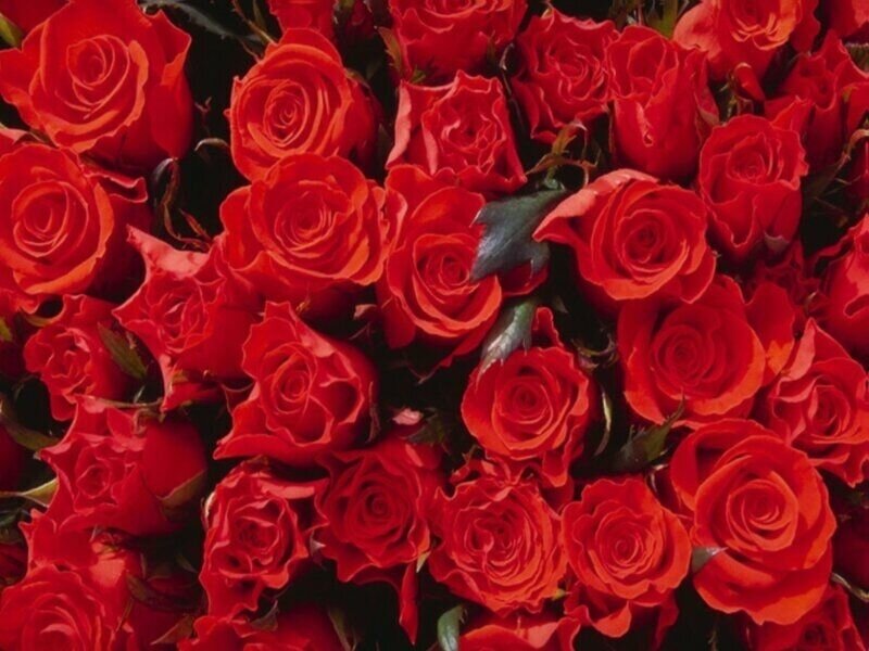 bouquet of red roses