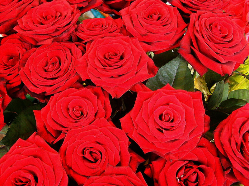 bouquet of red roses