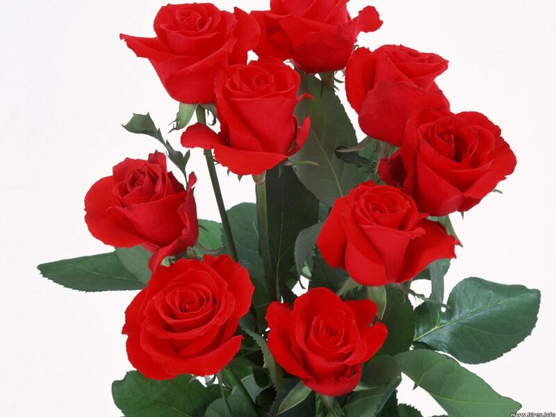 bouquet of red roses