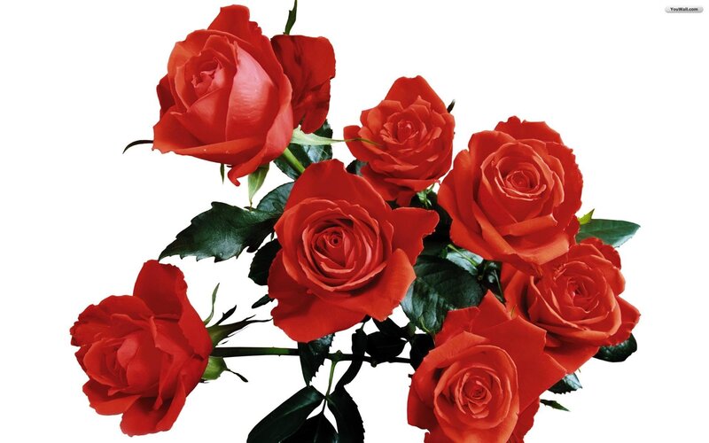 bouquet of red roses