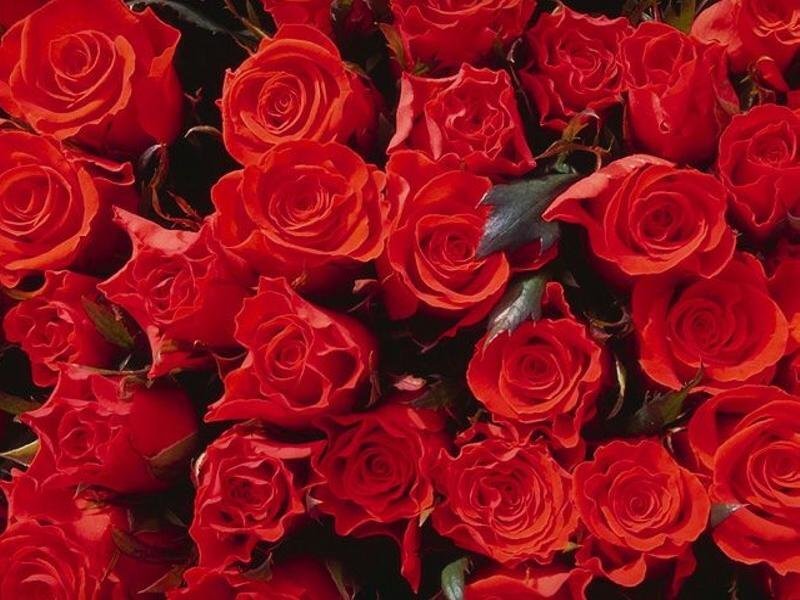 bouquet of red roses