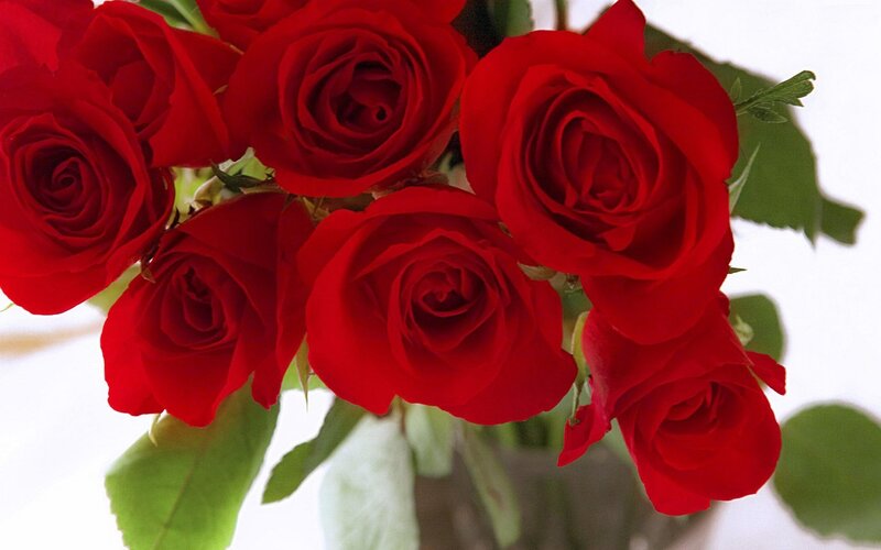 bouquet of red roses