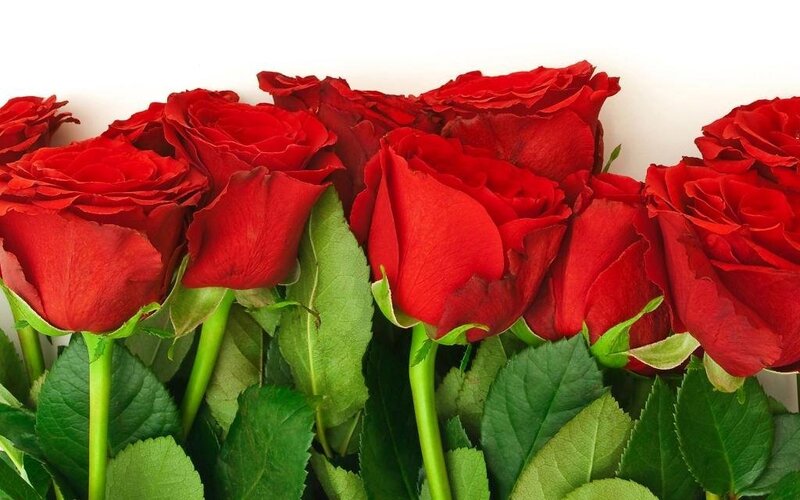 bouquet of red roses