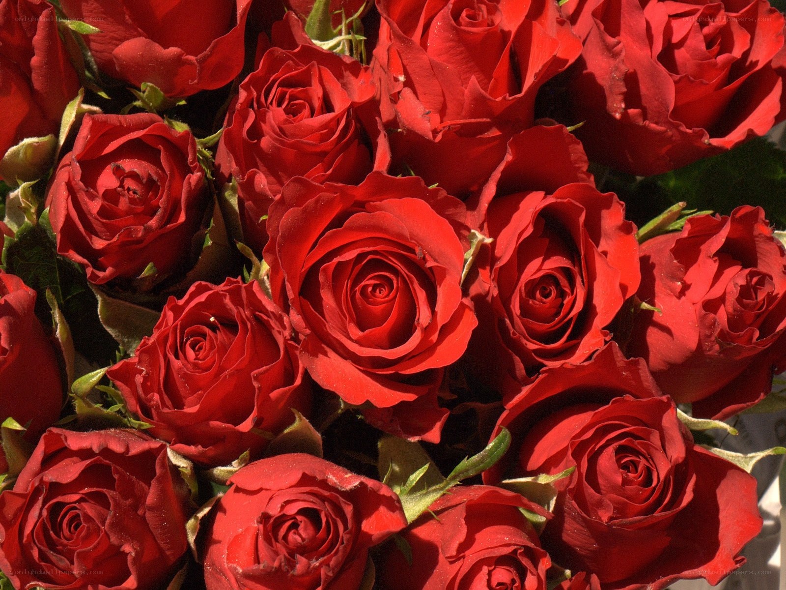 bouquet of red roses