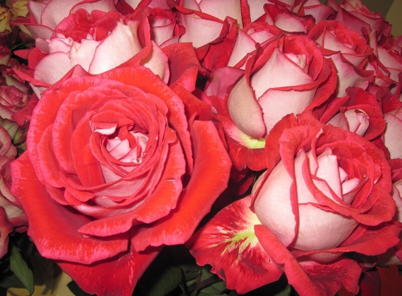 bouquet of red roses