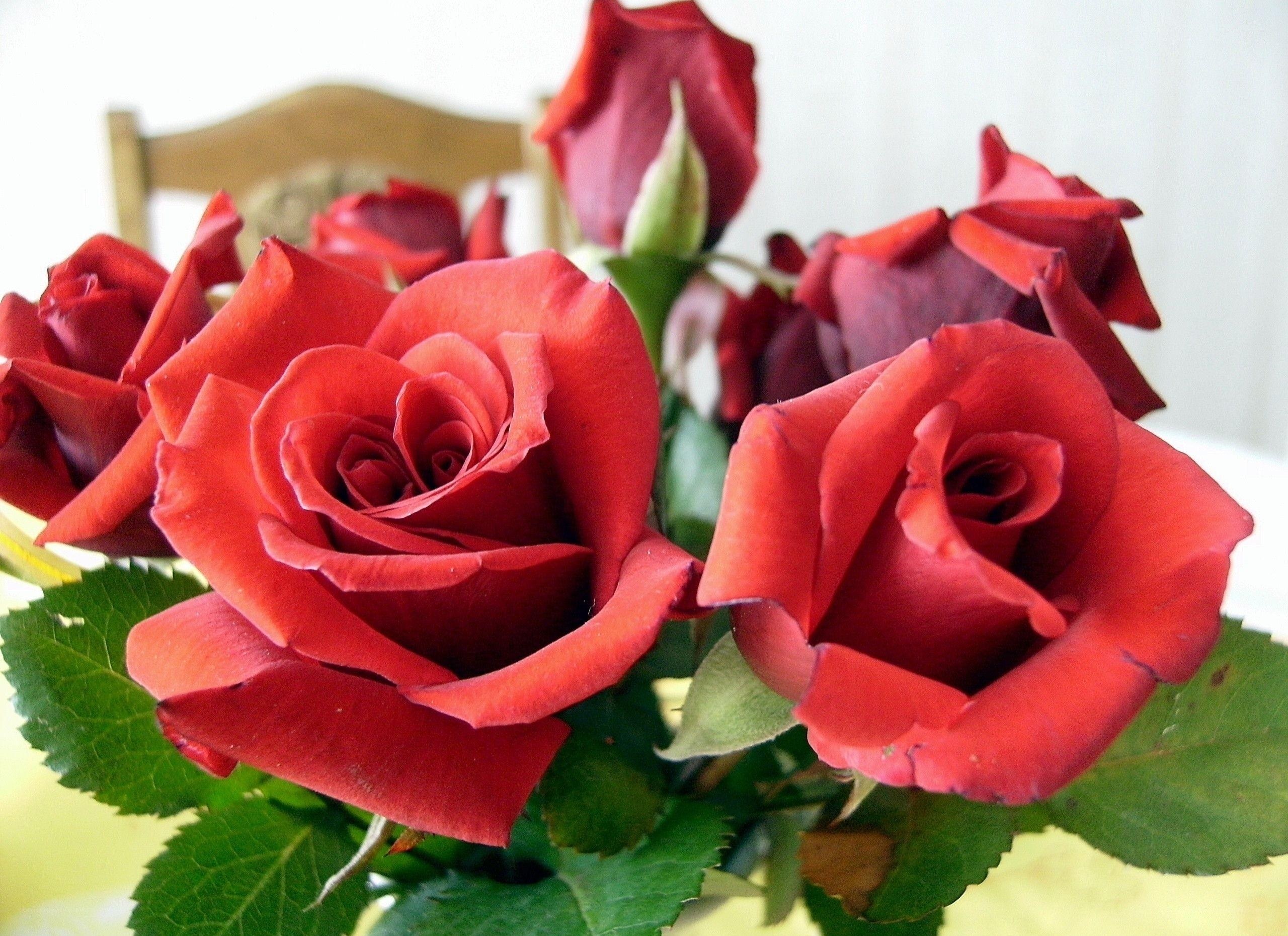 bouquet of red roses