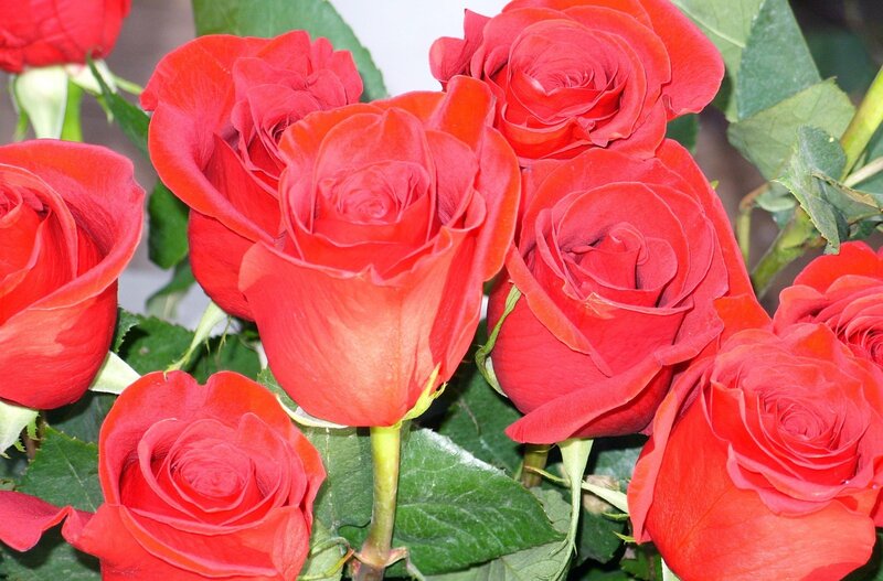 bouquet of red roses