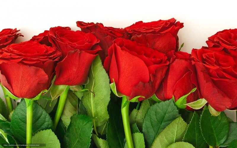 bouquet of red roses
