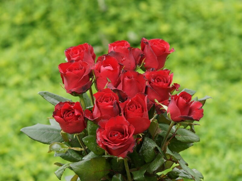 bouquet of red roses