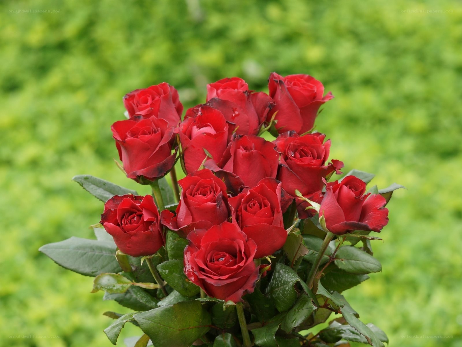 bouquet of red roses
