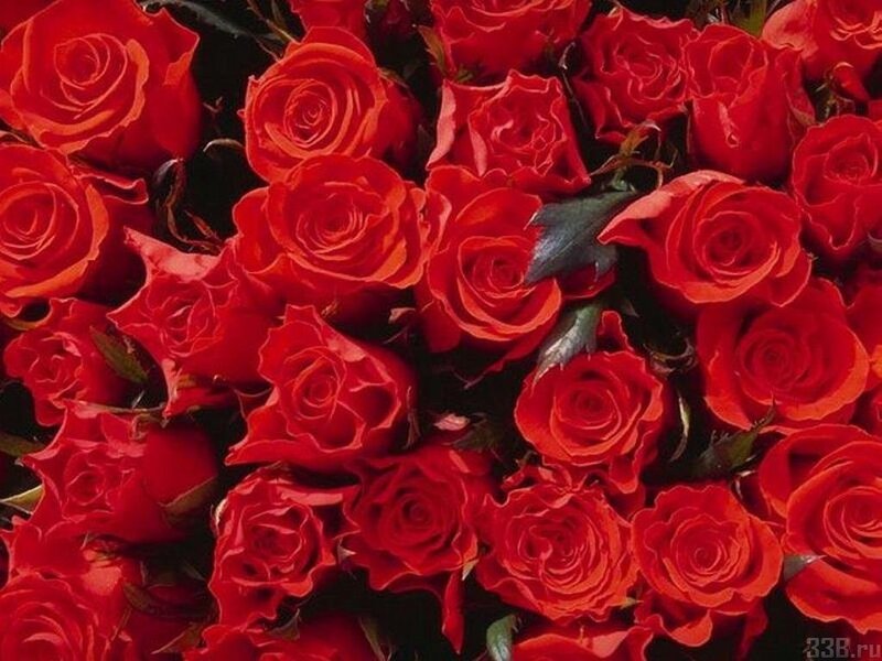 bouquet of red roses