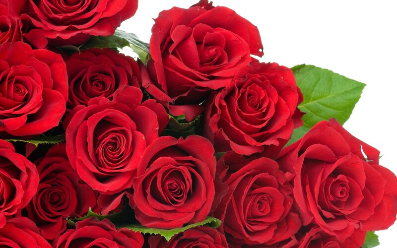 bouquet of red roses