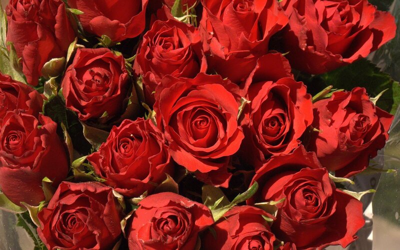 bouquet of red roses