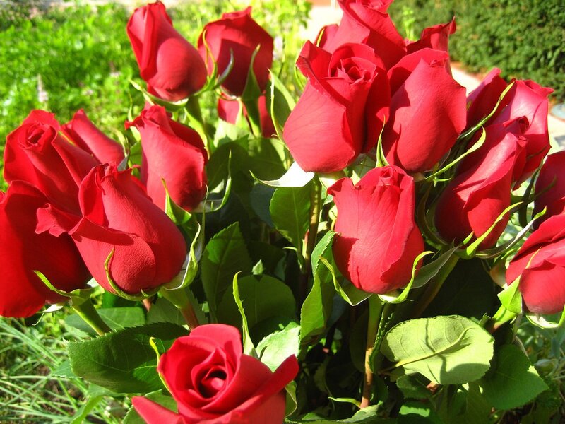 bouquet of red roses