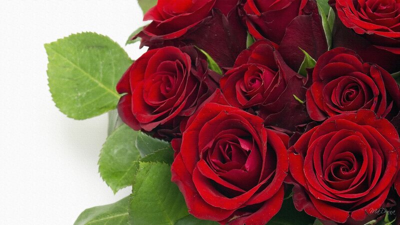 bouquet of red roses