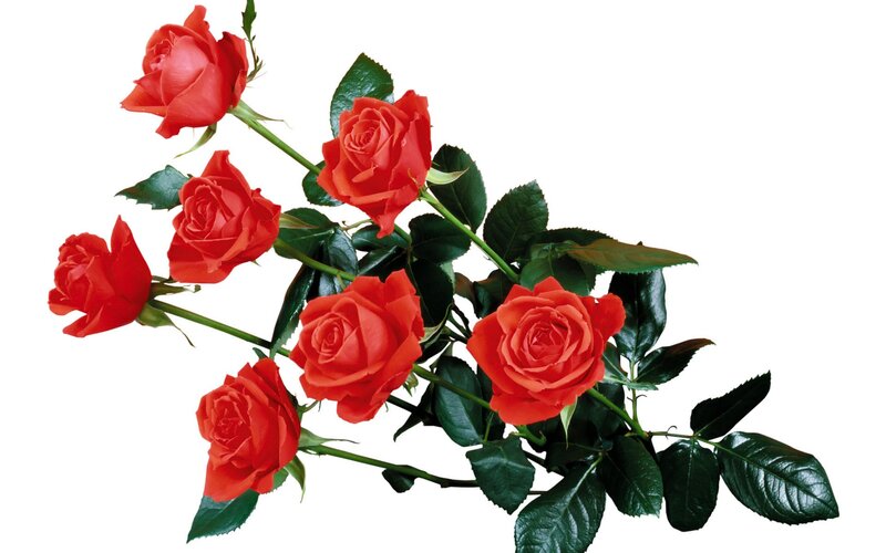 bouquet of red roses