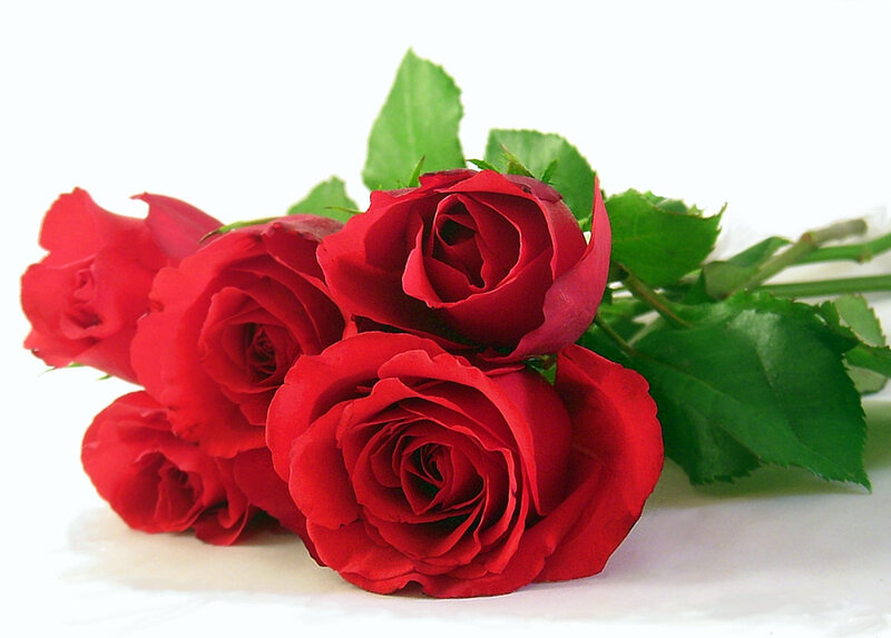 bouquet of red roses