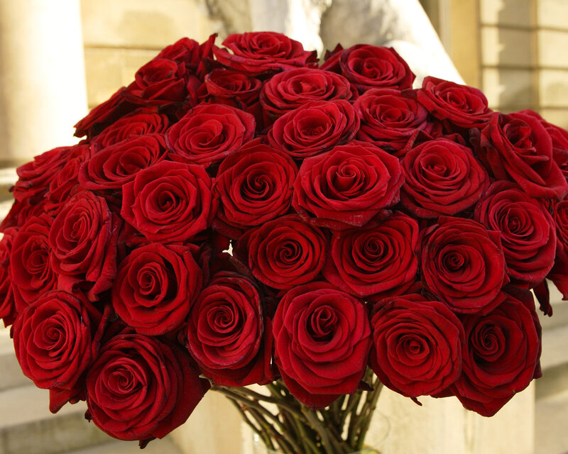 Bouquet of Red Roses — Calm, Afternoon, Photograph