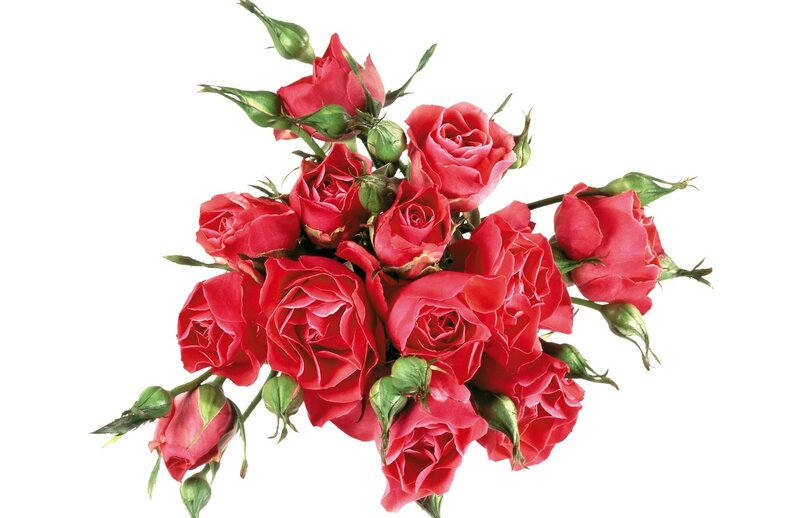 Bouquet of Red Roses — Calm, Photograph, Buds