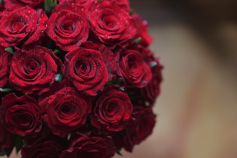Bouquet of Red Roses — Calm, Photograph, Drops
