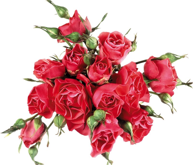 Bouquet of Red Roses — Calm, Photograph, Green Buds, Leaves
