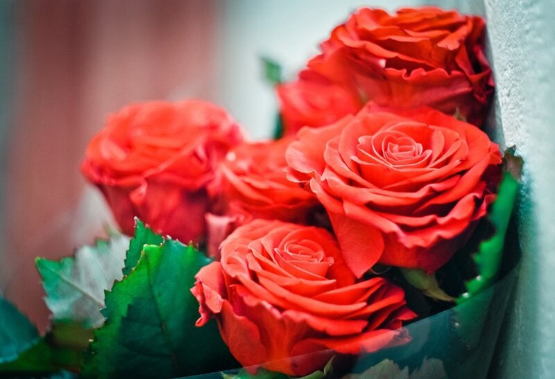 Bouquet of Red Roses — Calm, Photograph, Green Leaves, Wall