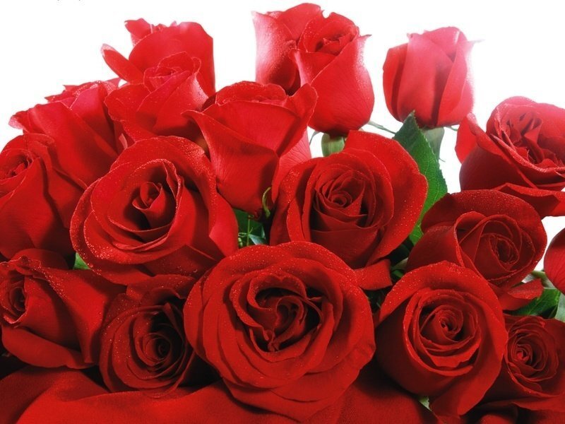 Bouquet of Red Roses — Calm, Photograph, Green Leaves, White, Green