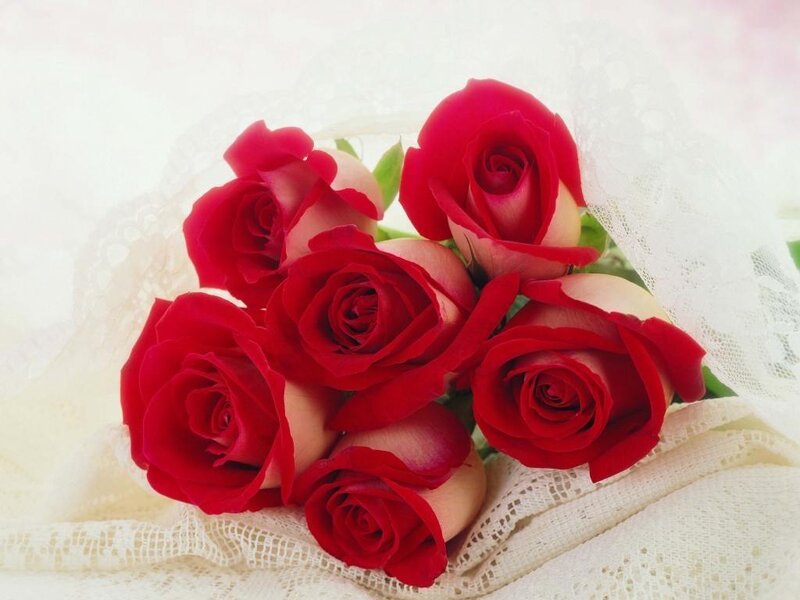 Bouquet of Red Roses — Calm, Photograph, Lace