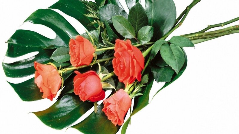 Bouquet of Red Roses — Calm, Photograph, Monstera Leaf