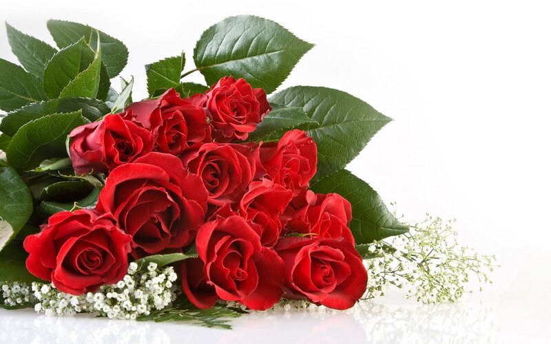 Bouquet of Red Roses — Calm