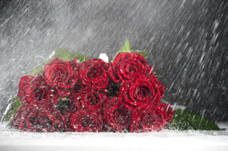 Bouquet of Red Roses — Dramatic, Photograph, Rain