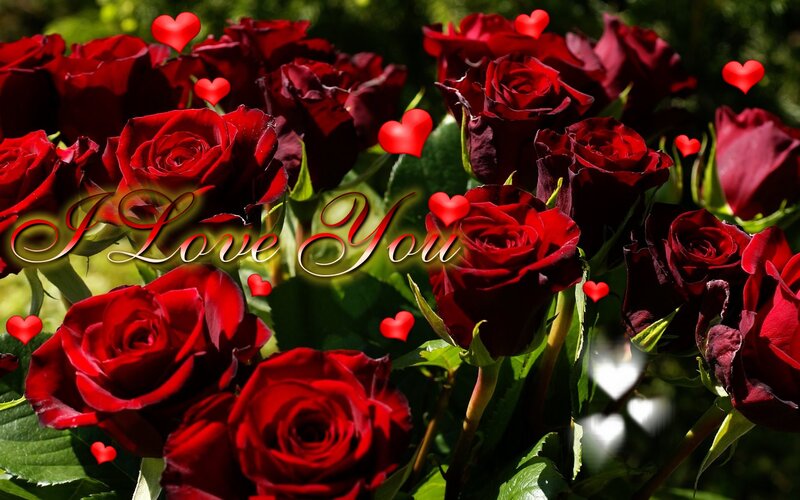 Bouquet of Red Roses — Romantic, Afternoon, Photograph