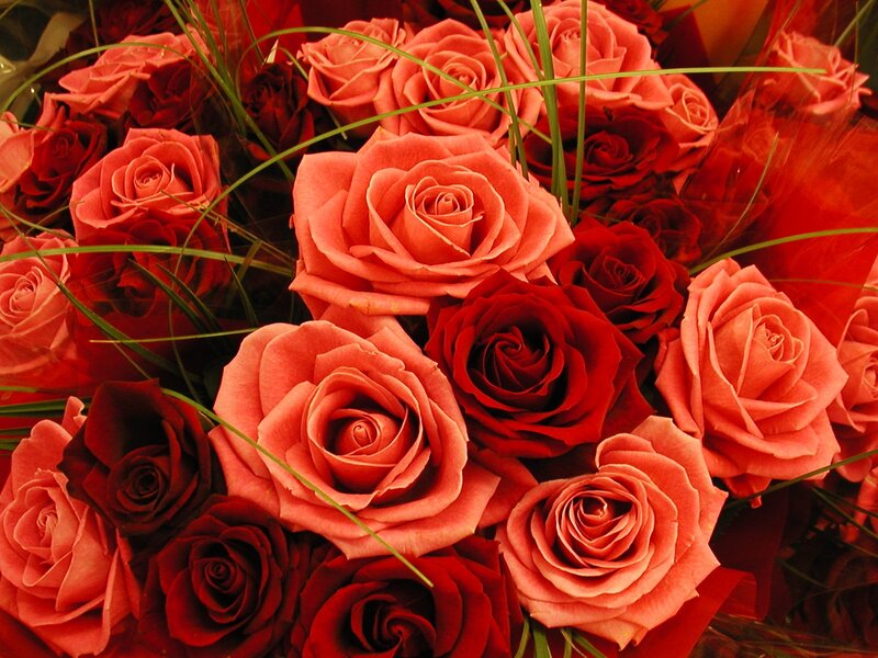 Bouquet of Red Roses — Romantic, Photograph, Green Grass