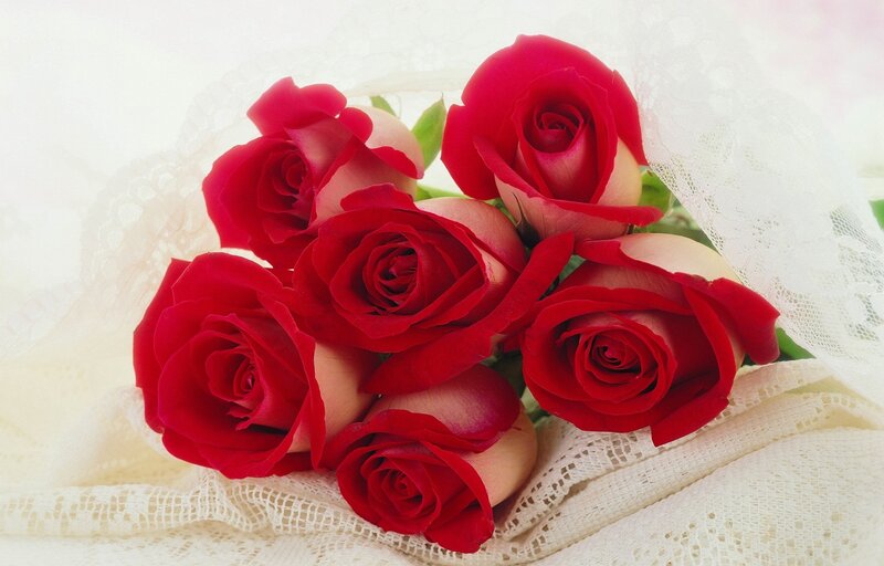 Bouquet of Red Roses — Romantic, Photograph, Lace