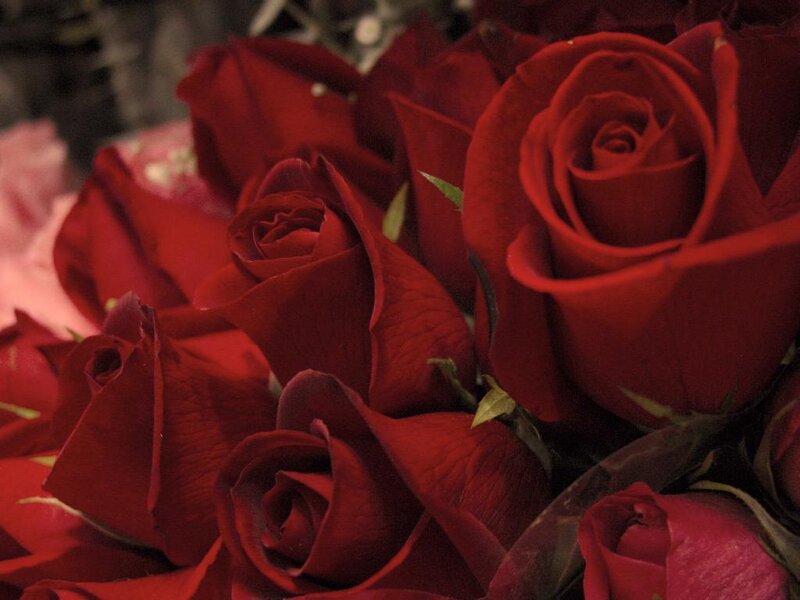 Bouquet of Red Roses — Romantic, Photograph, Petals