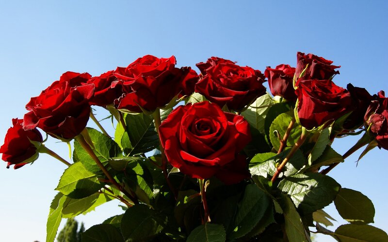 Bouquet of Red Roses — Serene, Afternoon, Photograph, Green Leaves