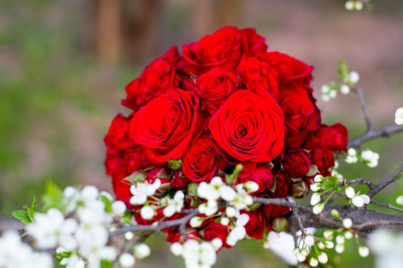 Bouquet of Red Roses — Serene, Spring