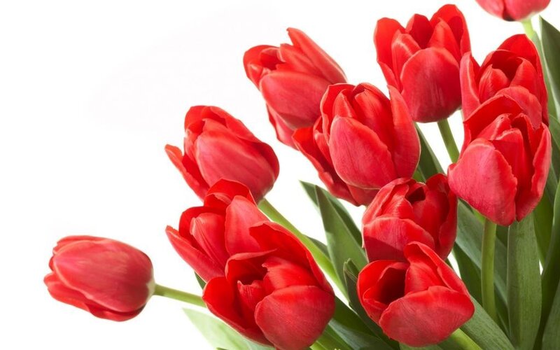 bouquet of red tulips