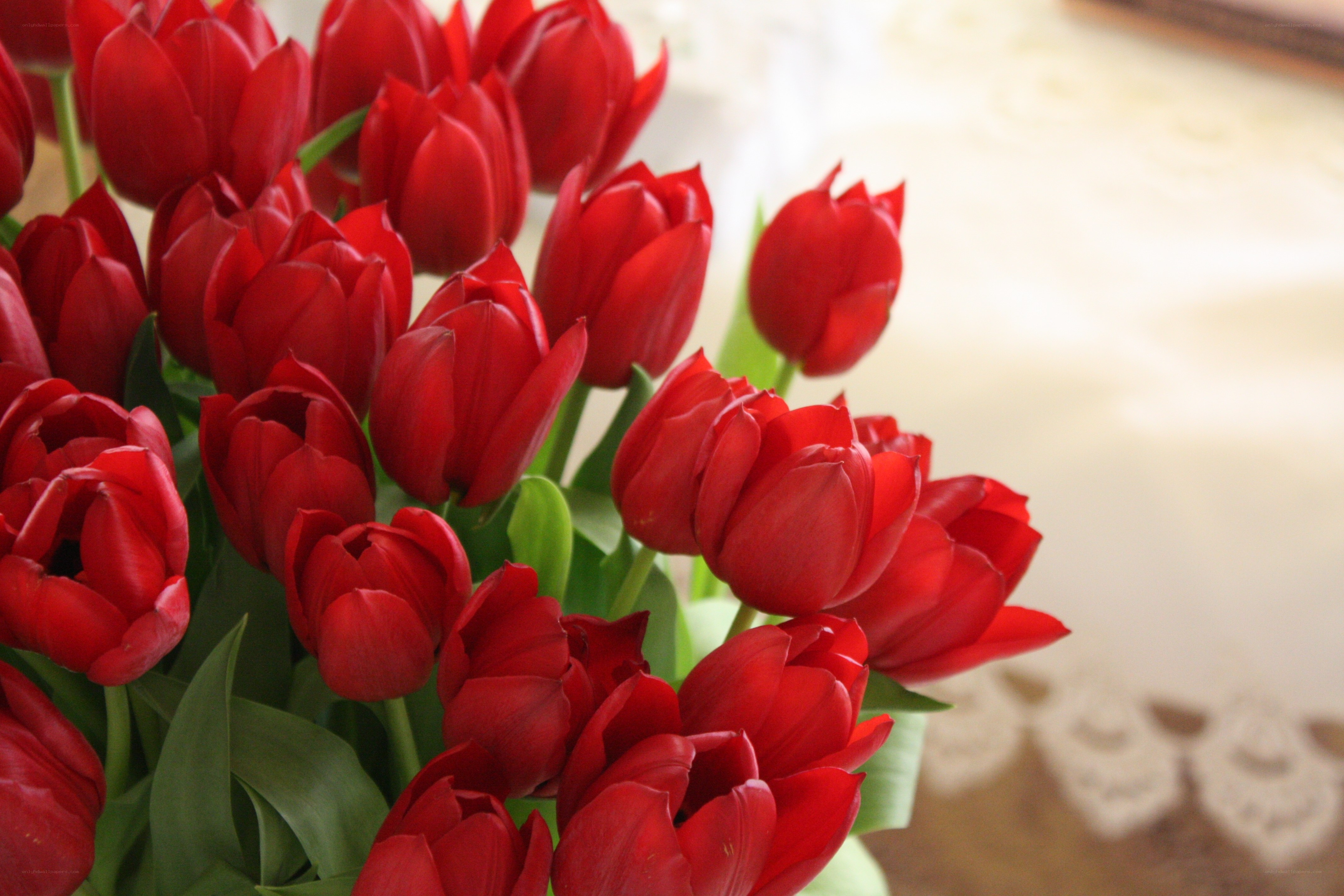 bouquet of red tulips