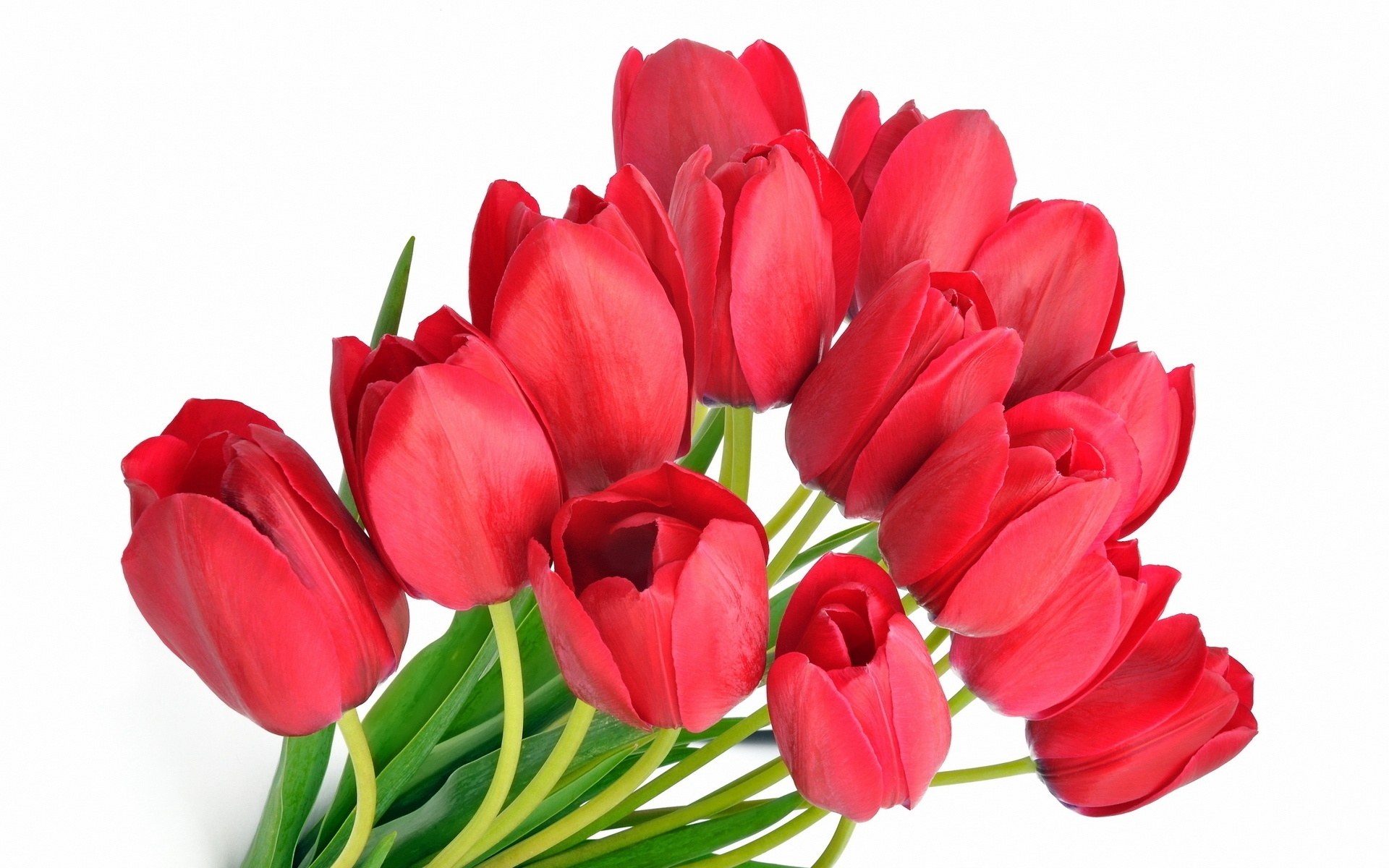 bouquet of red tulips