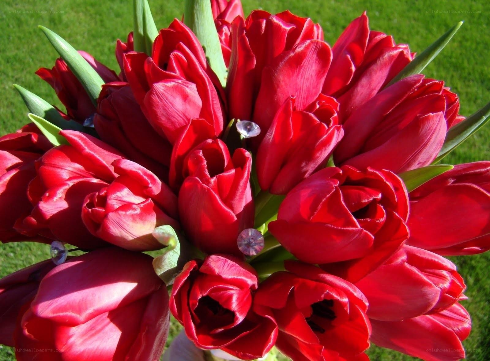 bouquet of red tulips