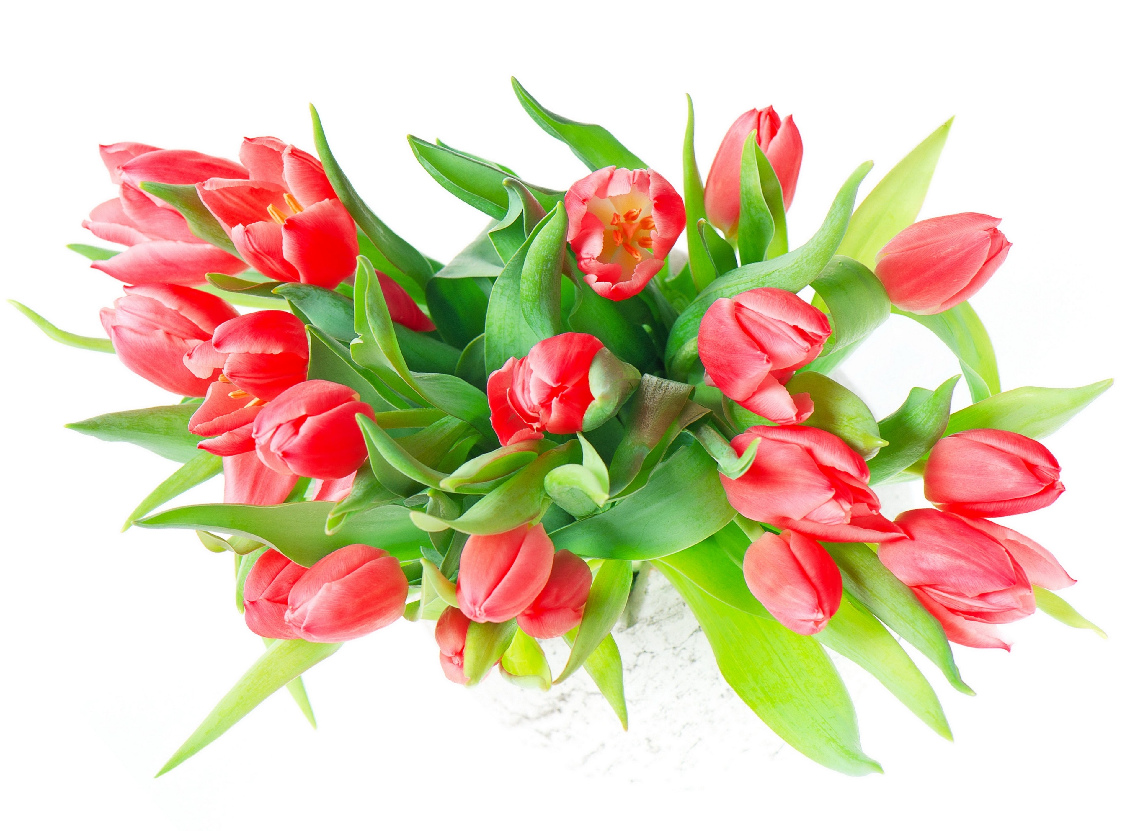 bouquet of red tulips