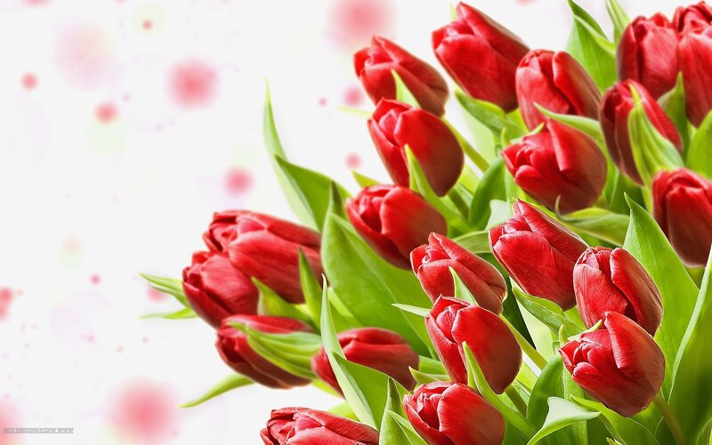 bouquet of red tulips