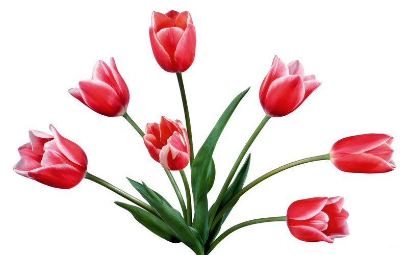 bouquet of red tulips